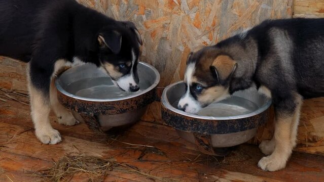 Shelter or kennel for animals. Two blue eyed Alaskan husky puppies drink water from bowl almost synchronously and then leave, side view. Dogs live in shelters enclosure and waiting for adoption.