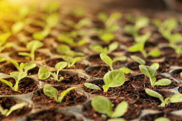 Saplings preparing for planting tobacco seedlings green leave of tobacco, tobacco season agriculture 