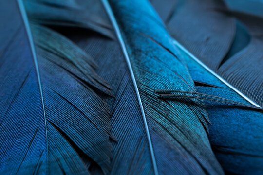 Bird Magpies Feather, Blue Background