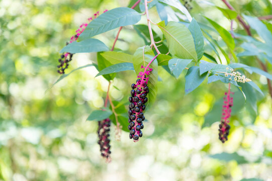 Phytolacca americana (Turkish Sekerci boyasi)