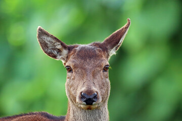 Deer portrait.