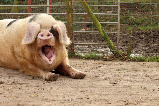 Image of a huge Gloucestershire Old Spots pig with open mouth.Teeth and tongue can be seen.