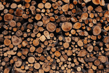 Tree trunks as a background.