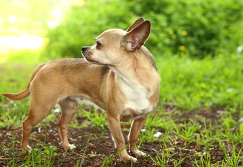 Portrait of a little chihuahua looking back in the grass.