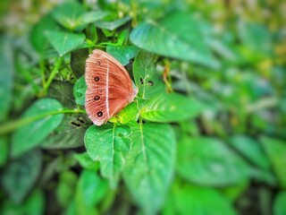 Obraz premium butterfly on leaf