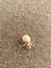A hermit crab with its seashell on the sand