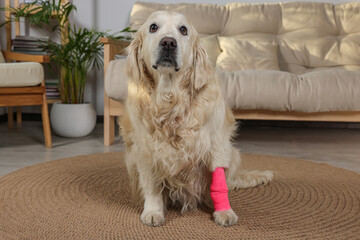 Cute golden retriever with bandage on paw at home