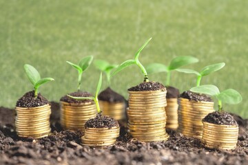 Money gold coins with green plants in soil - obrazy, fototapety, plakaty