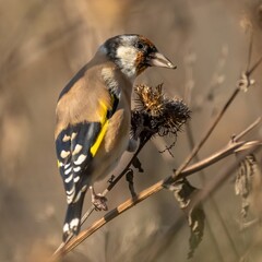 a goldfinch bird sits on the grass and eats burdock seeds