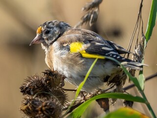 a goldfinch bird sits on the grass and eats burdock seeds
