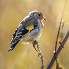 a goldfinch bird sits on the grass and eats burdock seeds