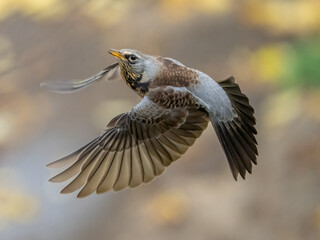 thrush bird eats rowan seeds