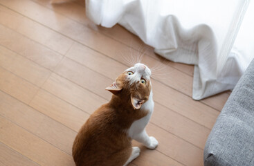 見上げる猫　茶トラ白