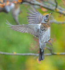 thrush bird eats rowan seeds