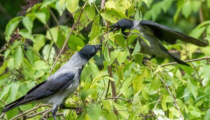 crow bird eats elderberry from tree