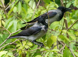 crow bird eats elderberry from tree