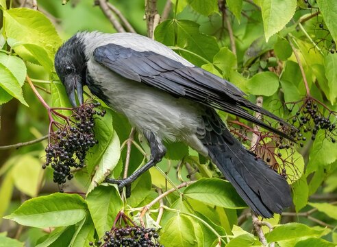 crow bird eats elderberry from tree