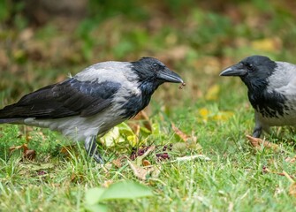 crow bird eats elderberry from tree