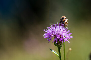 Flowers and bees. Fairytale atmosphere