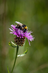 Flowers and bees. Fairytale atmosphere