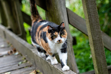 a spotted cat walks on a wooden path in the park - Powered by Adobe