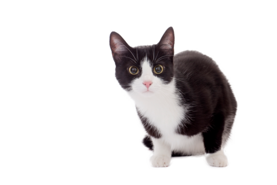 black and white cat, png file