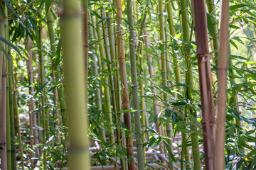 Obraz premium There are large bamboo forests in the park
