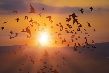 Big flock of wild birds at beautiful sky