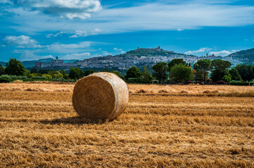 Fototapeta premium Cultivated fields and flowers on the slopes of Monte Subasio. Assisi