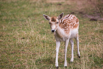 curious white tailed deer 