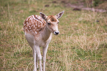 curious deer in the forest