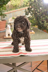 Cachoros de raza perrro de agua español