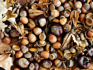full frame of acorns, cashews, autumn leaves  © Diana