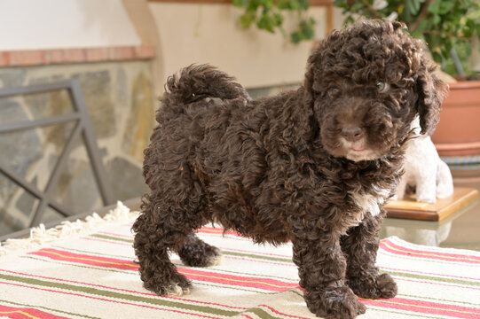 Cachoros de raza perrro de agua espa&ntilde;ol