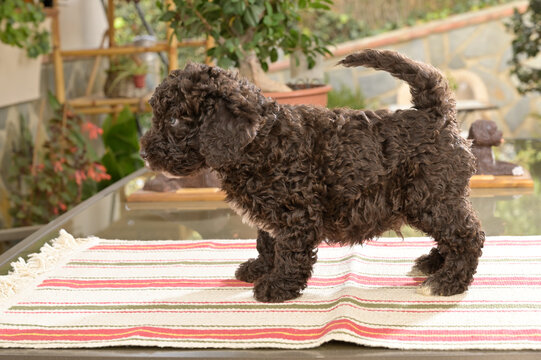 Cachoros de raza perrro de agua espa&ntilde;ol
