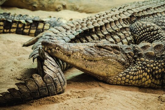 Cocodrilos de zoo