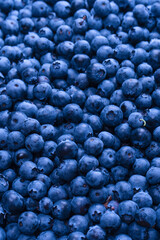 Fresh blueberry background. Texture blueberry berries close up.