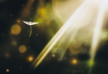 dandelion in the space, w kosmosie, klimat kosmosu, planet, promieni słonecznych, lekkość, zwiewność © malgo_walko