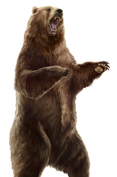 Aggressive bear standing on its hind legs, isolated from the background. Raster illustration.