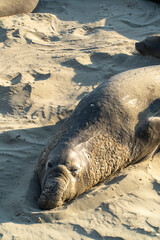 Close up of an elephant seal lying on the sand