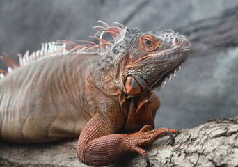 Portrait photo of a huge Green iguana, actually in beautiful orange colors.