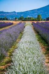 Fototapeta na wymiar Cultivated fields and flowers on the slopes of Monte Subasio. Assisi