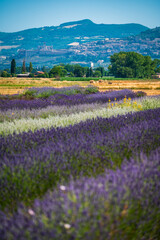 Obraz premium Cultivated fields and flowers on the slopes of Monte Subasio. Assisi