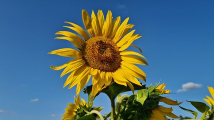 Beautiful bright yellow sunflower hats on large collective farm fields