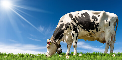 White and black dairy cow with cowbell on a green pasture with daisy flowers, against a clear blue...