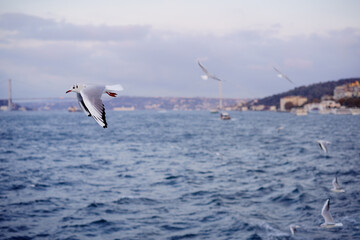 Fototapeta na wymiar Seagull Istanbul, Bosporus, Turkey. Seagull flying over the sea against the backdrop of the city