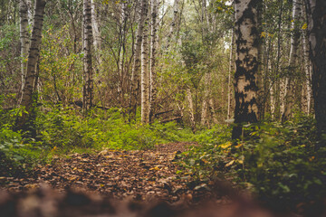 Low angle view of a birch tree forest during autumn