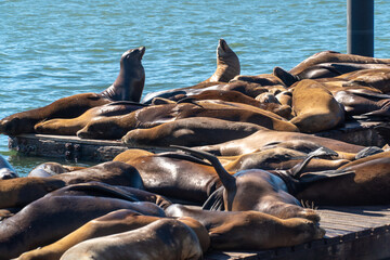 Sea lions laying at Pier 39 in Fisherman's Wharf. San Francisco, CA, USA