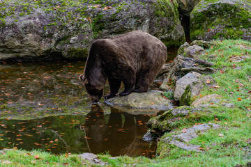 Obraz na płótnie Canvas brown bear, ursus arctos in a lake in the german national park bayerischer wald