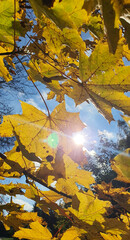 Sunshine translucent through the autumn leaves on a sunny autumn day in the Julianowski Park, Lodz, Poland.